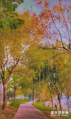 樹葉黃