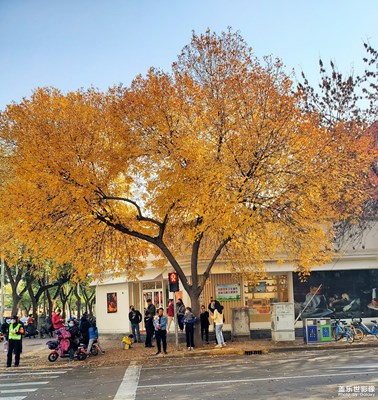 最美白蠟樹(shù)