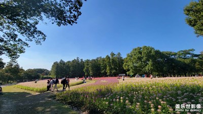 最近雜圖