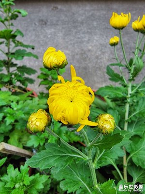 父親種的菊花