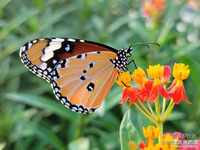 《每周星鮮事》 第85期:三星會員周 開門紅搶先購
