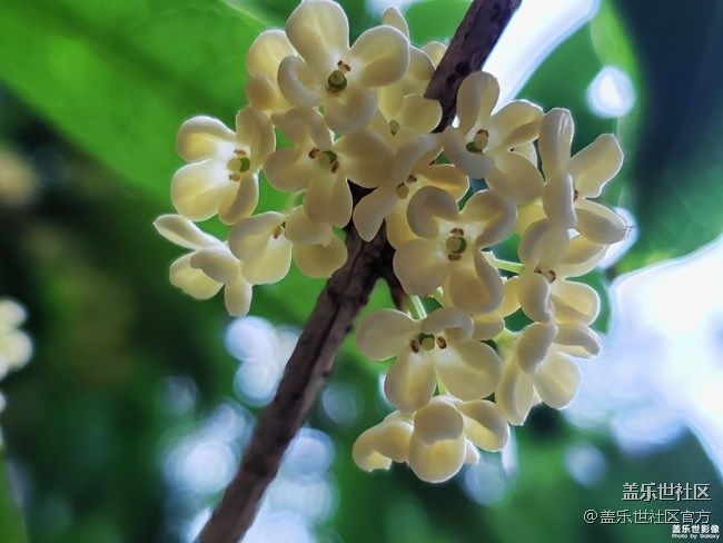 《每周星鮮事》 第85期:三星會員周 開門紅搶先購