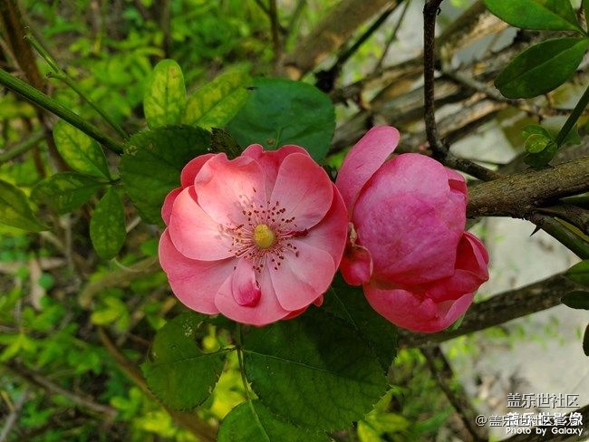 《每周星鮮事》 第85期:三星會員周 開門紅搶先購