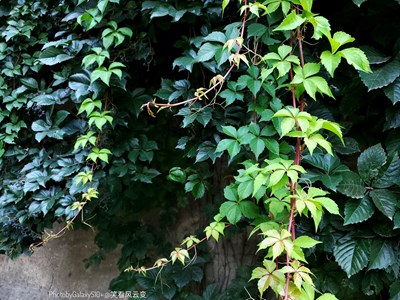 GalaxyS10+   一組雜拍