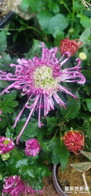 菊花