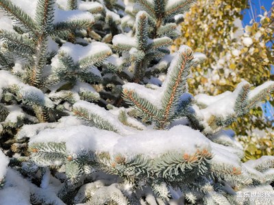 今日照片   烏魯木齊下雪了