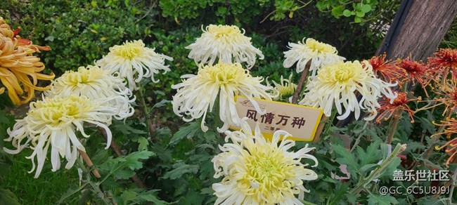 菊花之美