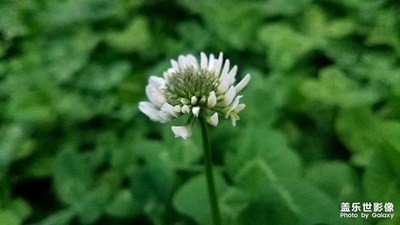 【身邊的美好】 河邊的車(chē)軸草