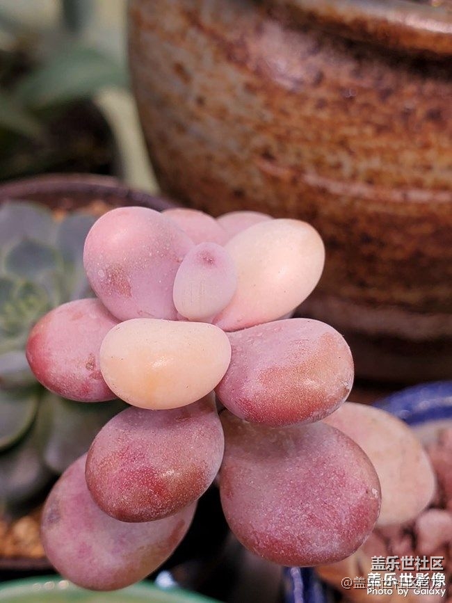 《每周星鮮事》 第86期