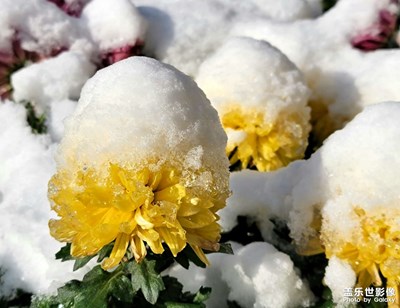【身邊的美好】+雪菊