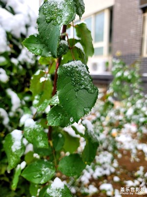 初雪
