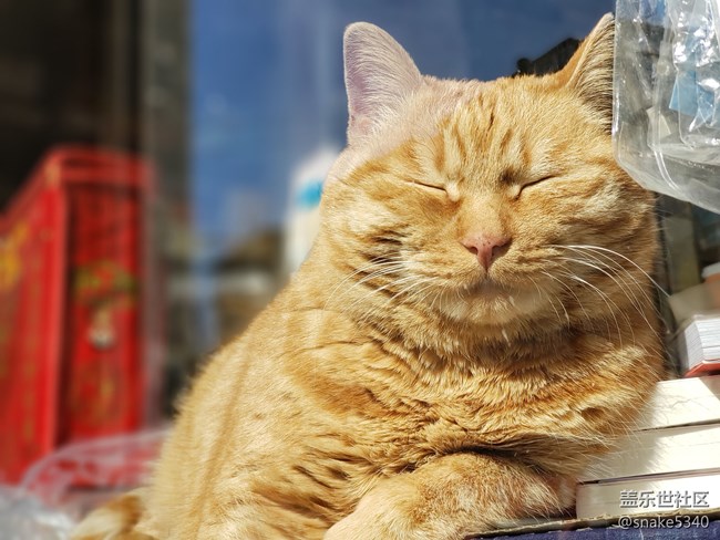 【寵物】+打擾了~午睡的貓