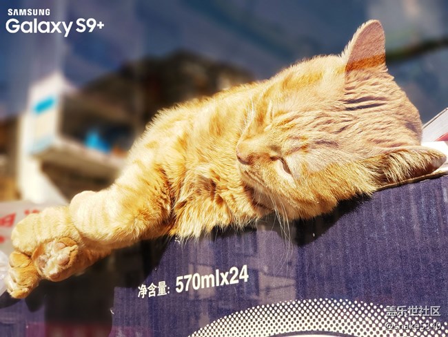 【寵物】+打擾了~午睡的貓