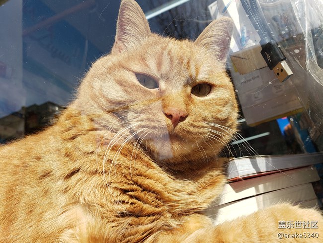 【寵物】+打擾了~午睡的貓