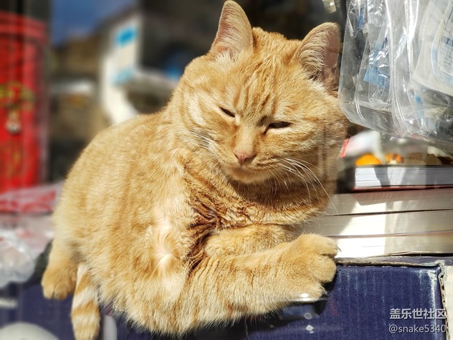 【寵物】+打擾了~午睡的貓