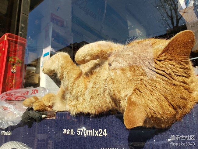 【寵物】+打擾了~午睡的貓