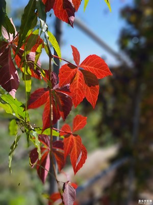 紅葉傳情