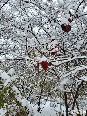 東北的雪