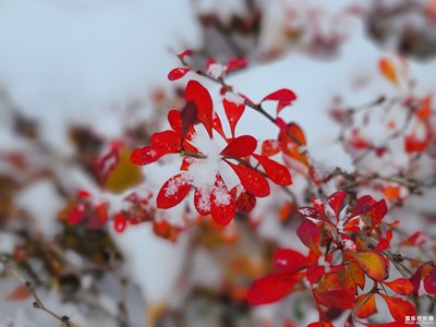 【立冬】+北京初雪