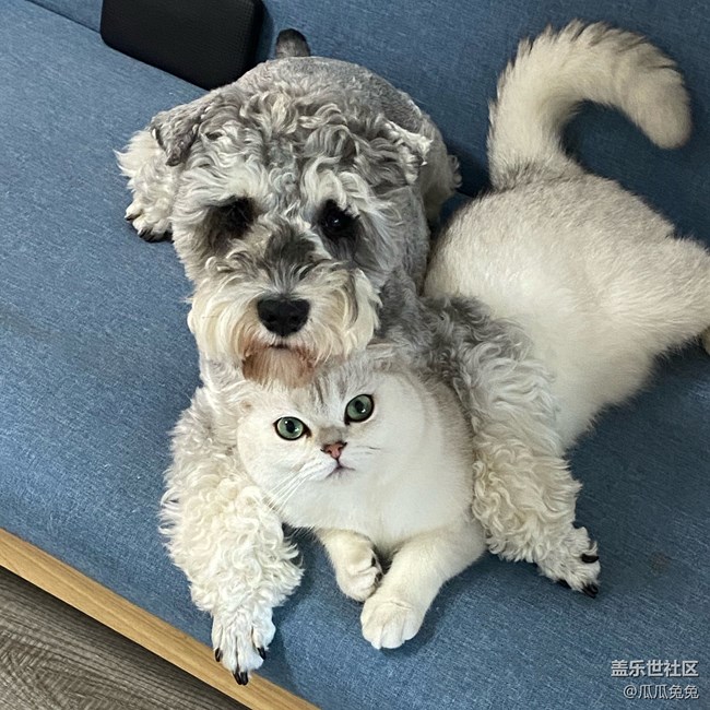 [寵物]+可愛的小貓小狗