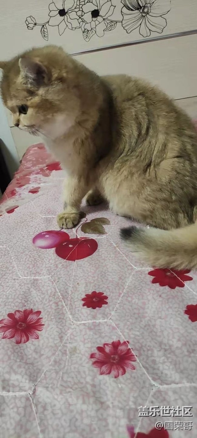 【寵物】＋我是一條海參