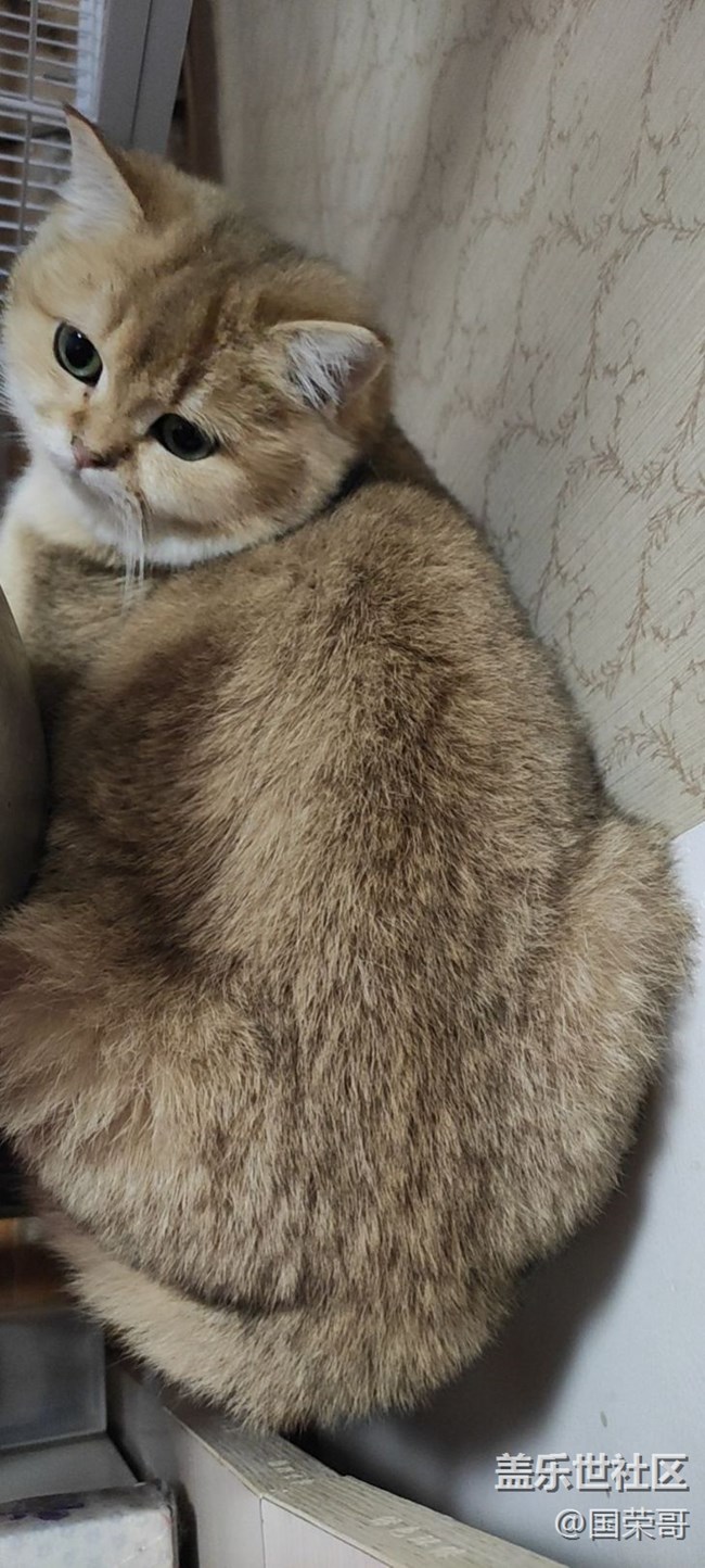 【寵物】＋我是一條海參