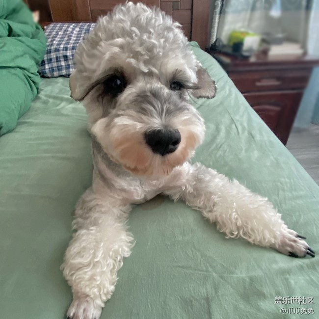 [寵物]+可愛的小貓小狗