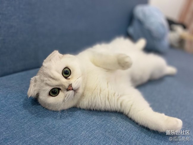 [寵物]+可愛的小貓小狗