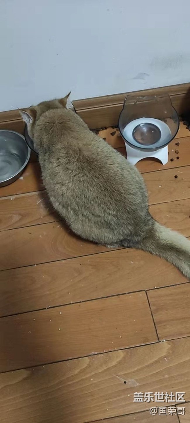 【寵物】＋我是一條海參