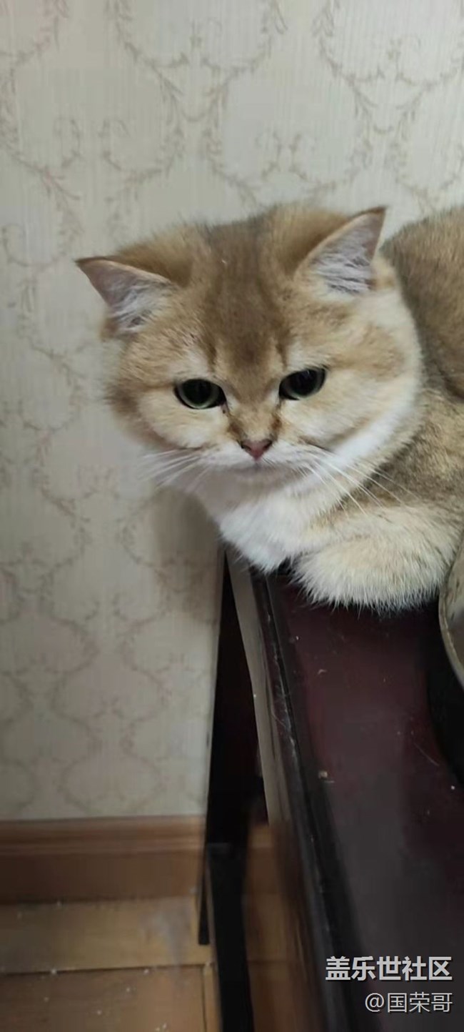 【寵物】＋我是一條海參