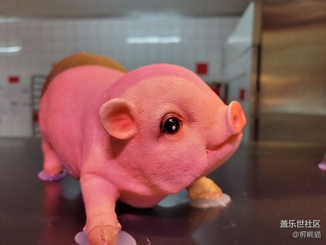【寵物】沒(méi)啥寵物，弄個(gè)豬豬吧