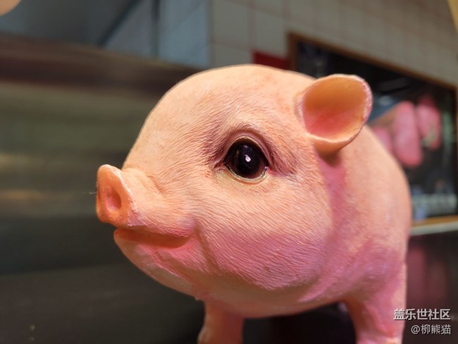 【寵物】沒(méi)啥寵物，弄個(gè)豬豬吧
