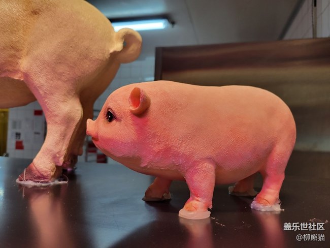 【寵物】沒(méi)啥寵物，弄個(gè)豬豬吧