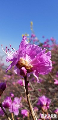 杜鵑花