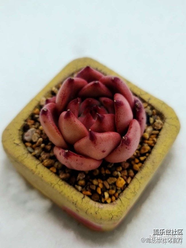 《每周星鮮事》 第87期: