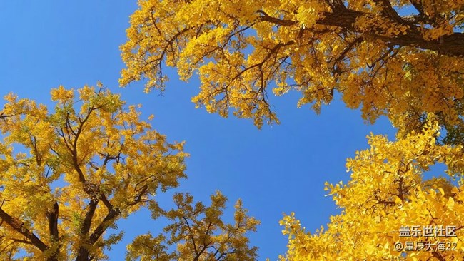 #愛在深秋——樹葉黃了