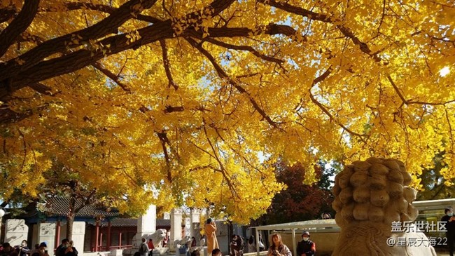 #愛在深秋——樹葉黃了