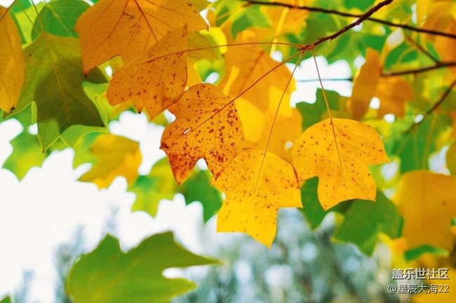 #愛在深秋——樹葉黃了