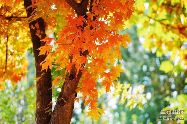 #愛在深秋——樹葉黃了
