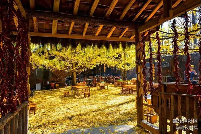 愛在深秋+銀杏黃了