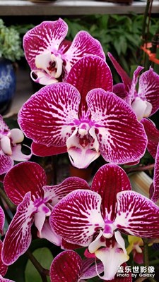 【創(chuàng)意生活】 花兒朵朵開(kāi)