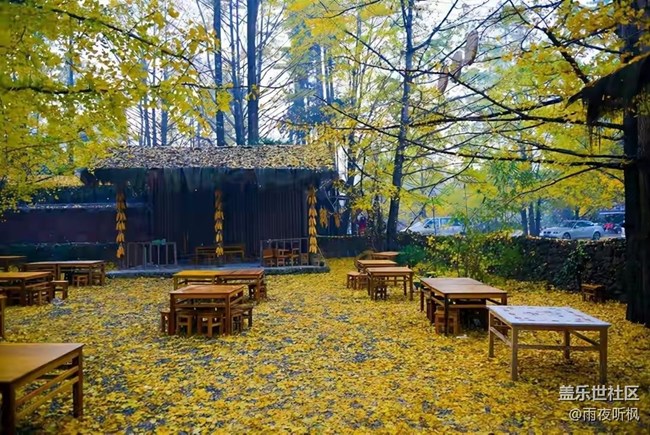 愛在深秋+銀杏黃了