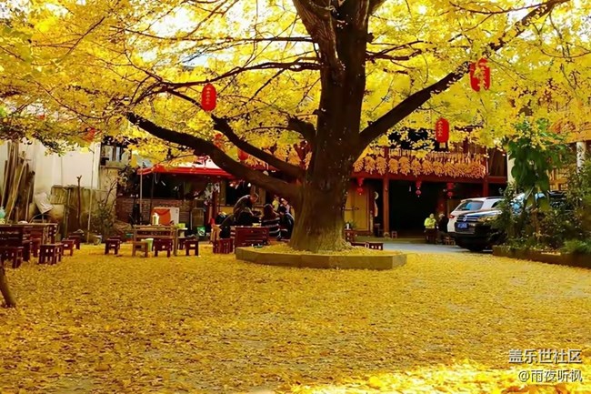 愛在深秋+銀杏黃了