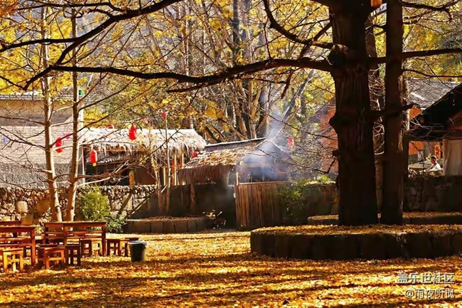 愛在深秋+銀杏黃了