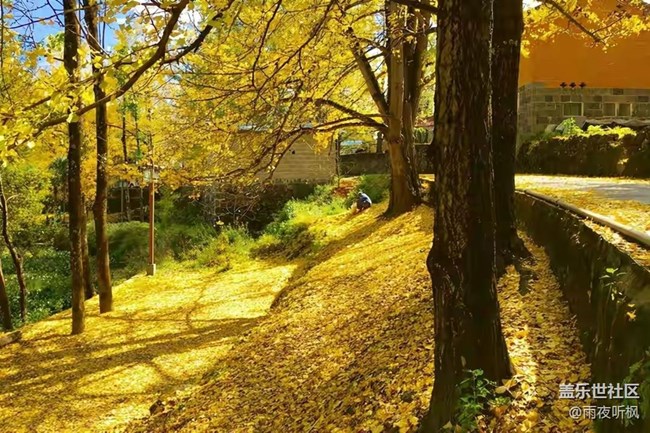 愛在深秋+銀杏黃了