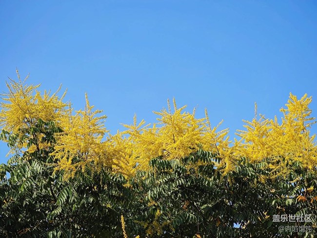 【武漢的秋】我言秋日勝春朝