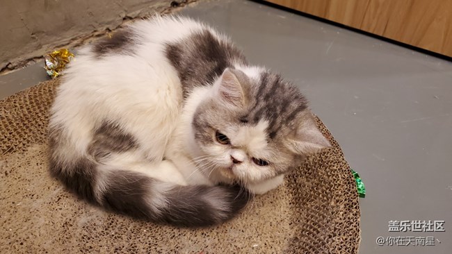 【寵物】+可愛(ài)的小貓咪