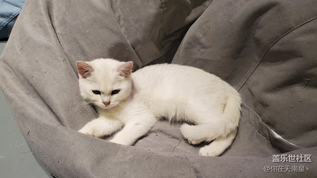 【寵物】+可愛(ài)的小貓咪