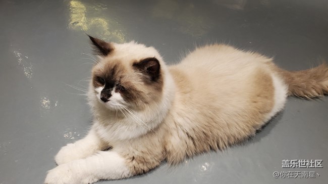 【寵物】+可愛(ài)的小貓咪