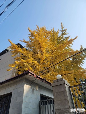 銀杏葉